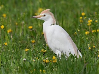  - Western Cattle Egret