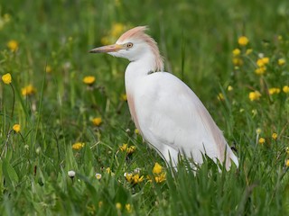 Western Cattle Egret Identification, All About Birds, Cornell Lab of  Ornithology