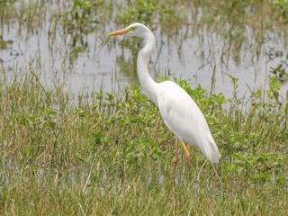  - Yellow-billed Egret