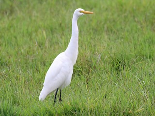  - Plumed Egret