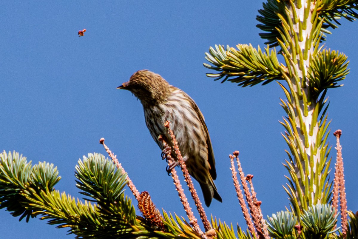Pine Siskin - ML609119062