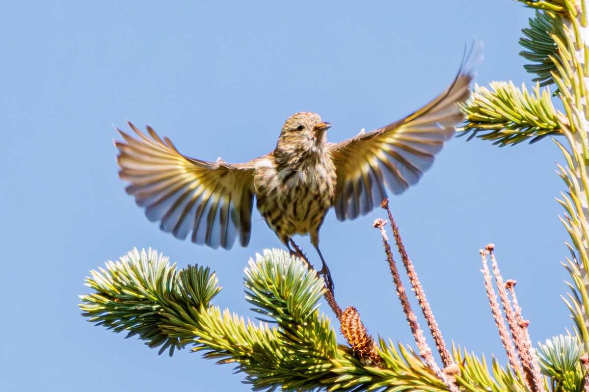 Pine Siskin - ML609119064