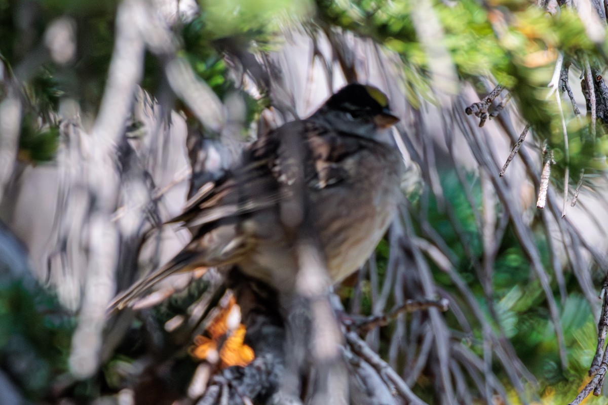 Golden-crowned Sparrow - ML609119149