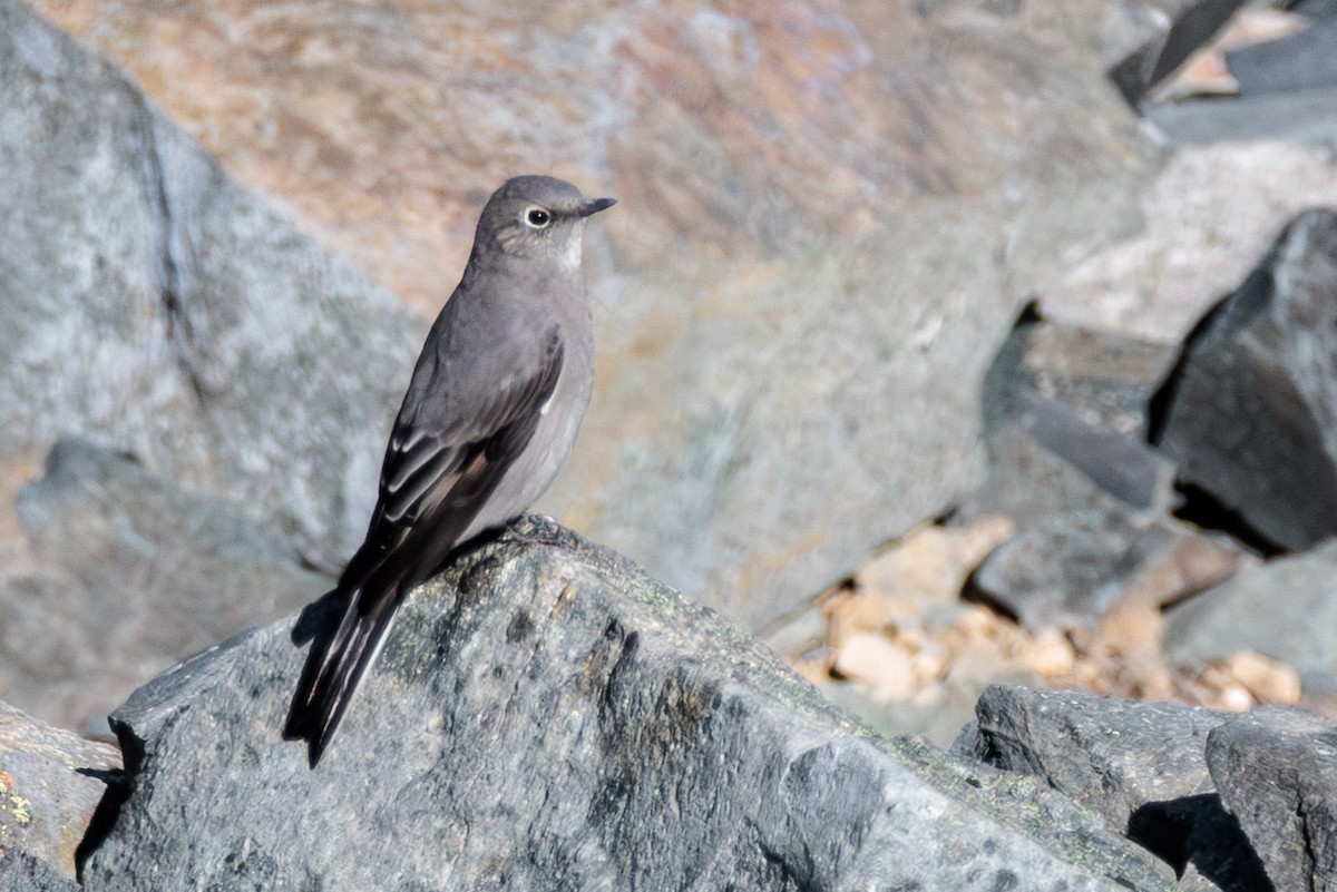 Townsend's Solitaire - ML609119188