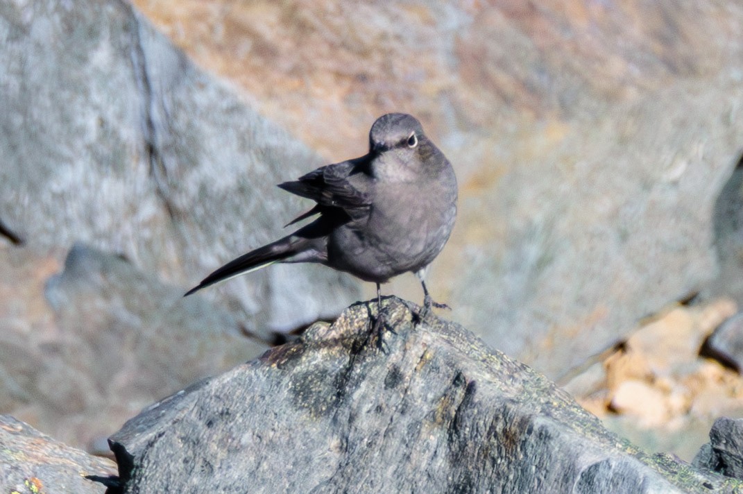 Townsend's Solitaire - ML609119190