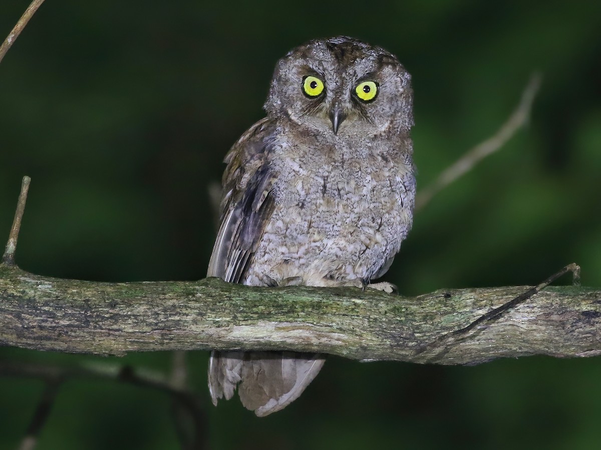 Principe Scops-Owl - Otus bikegila - Birds of the World