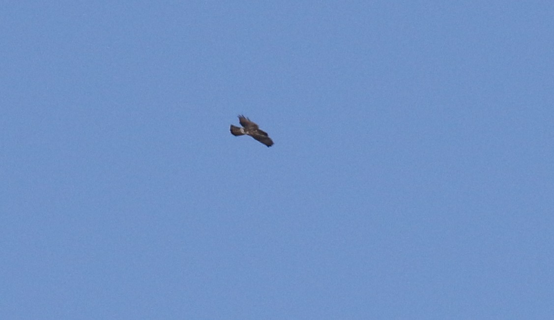 Broad-winged Hawk - ML609119197