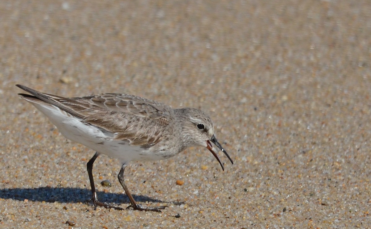 White-rumped Sandpiper - Timothy Spahr