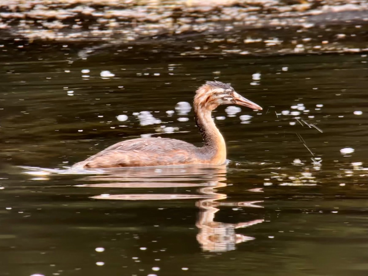 Great Crested Grebe - ML609119233