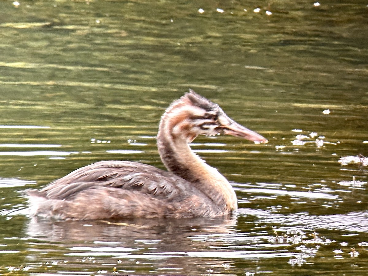 Great Crested Grebe - ML609119235