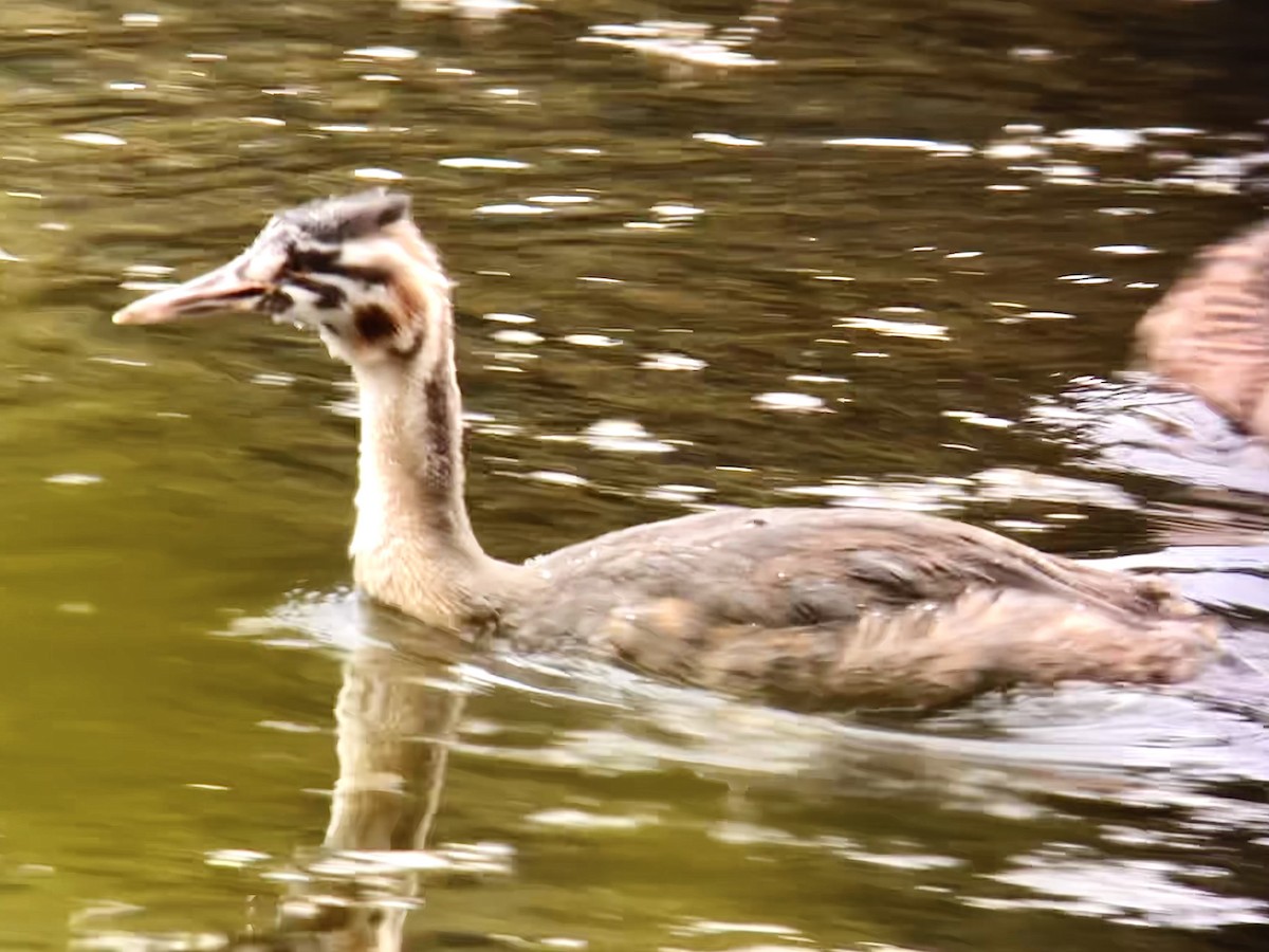 Great Crested Grebe - ML609119236