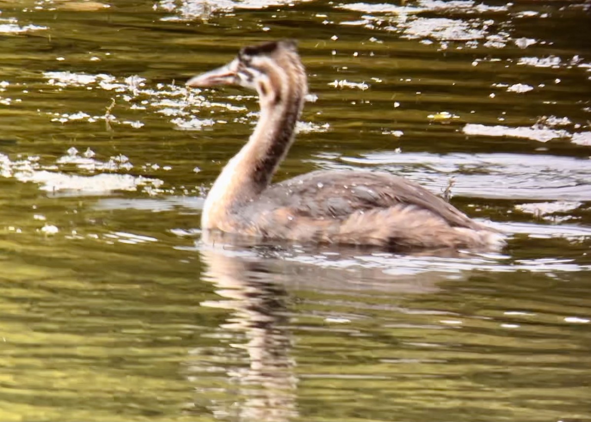 Great Crested Grebe - ML609119237