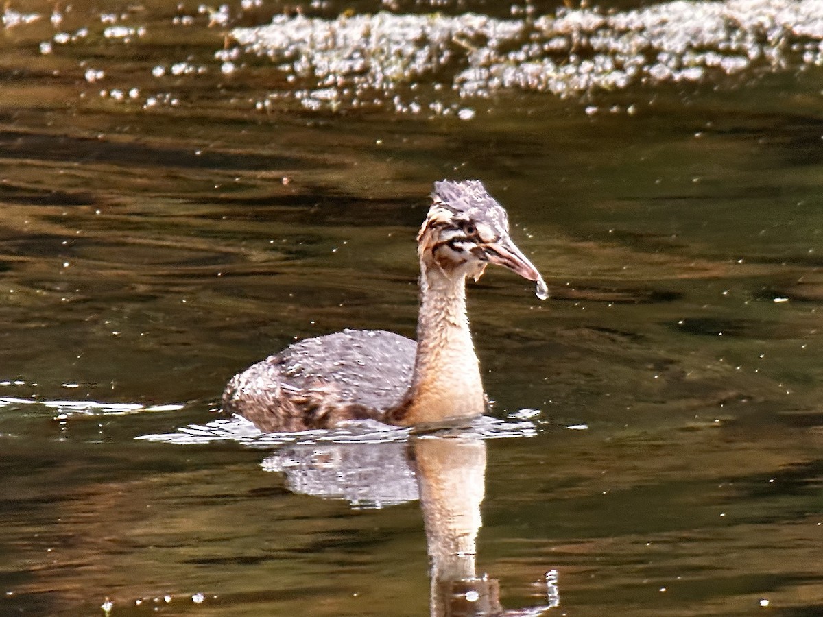 Great Crested Grebe - ML609119238