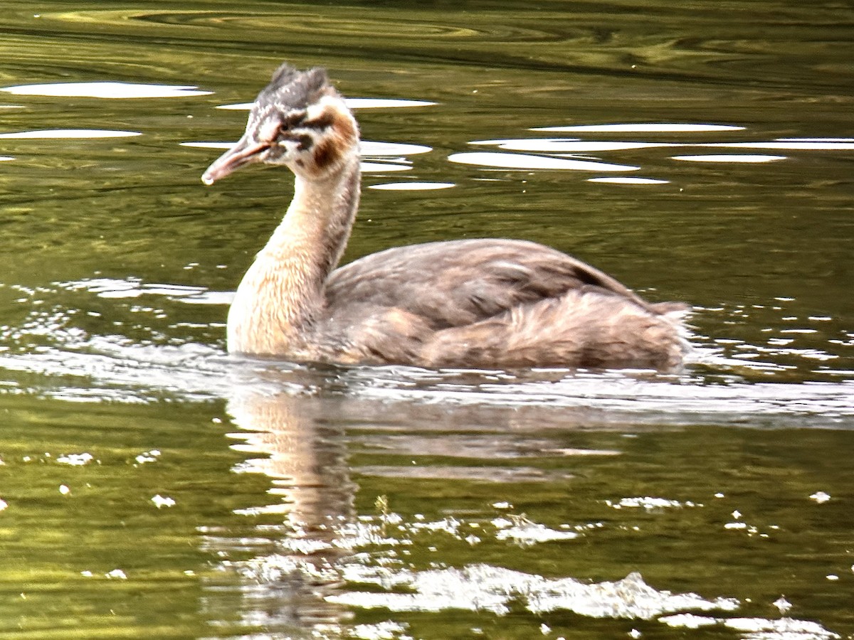Great Crested Grebe - ML609119239