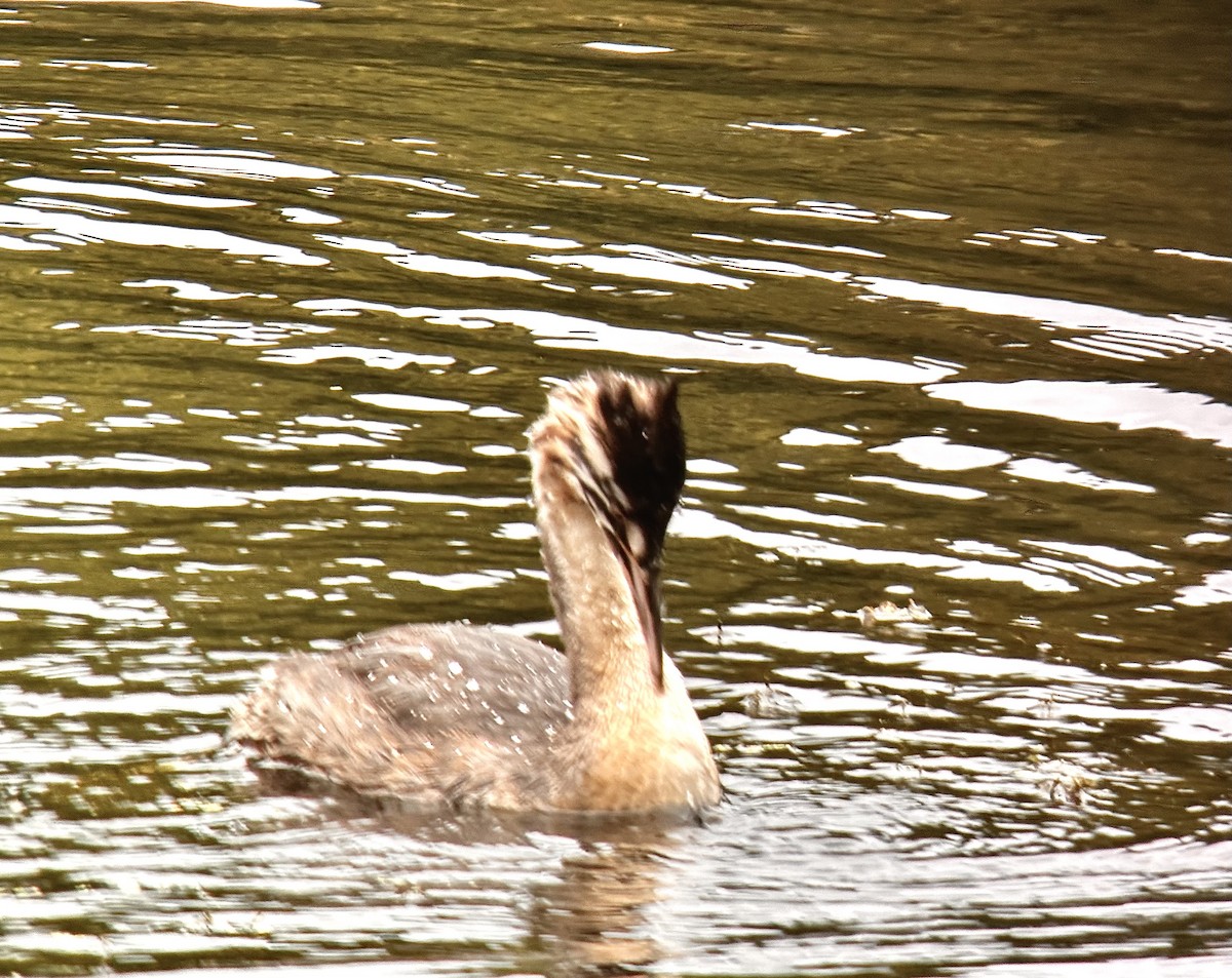 Great Crested Grebe - ML609119240
