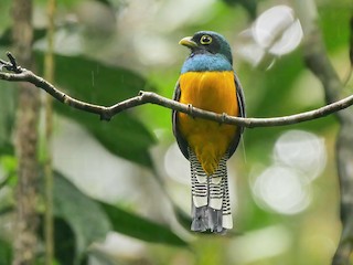  - Choco Black-throated Trogon