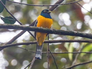  - Amazonian Black-throated Trogon