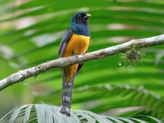  - Atlantic Black-throated Trogon