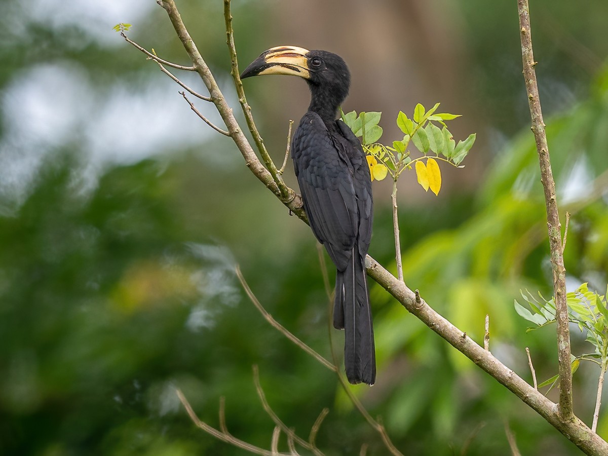 West African Pied Hornbill - Lophoceros semifasciatus - Birds of the World