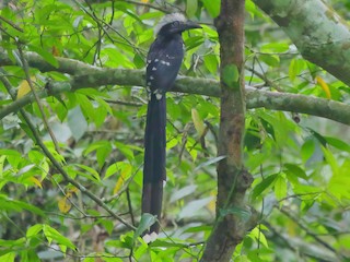  - Eastern Long-tailed Hornbill