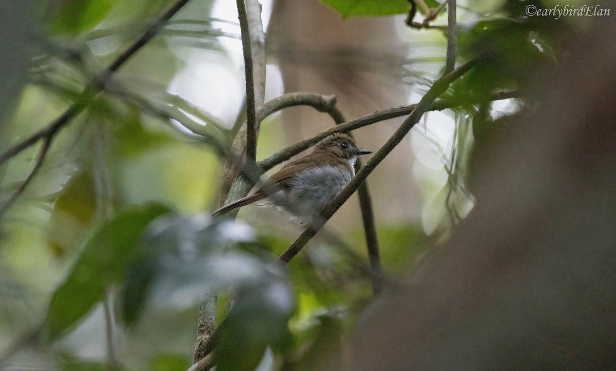 Gray-chested Jungle Flycatcher - ML609119786