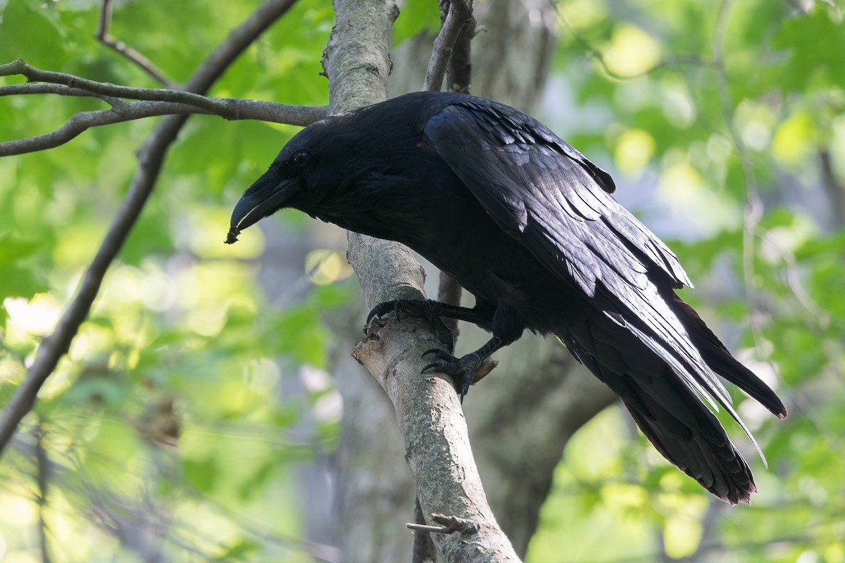 Common Raven - ML609119822