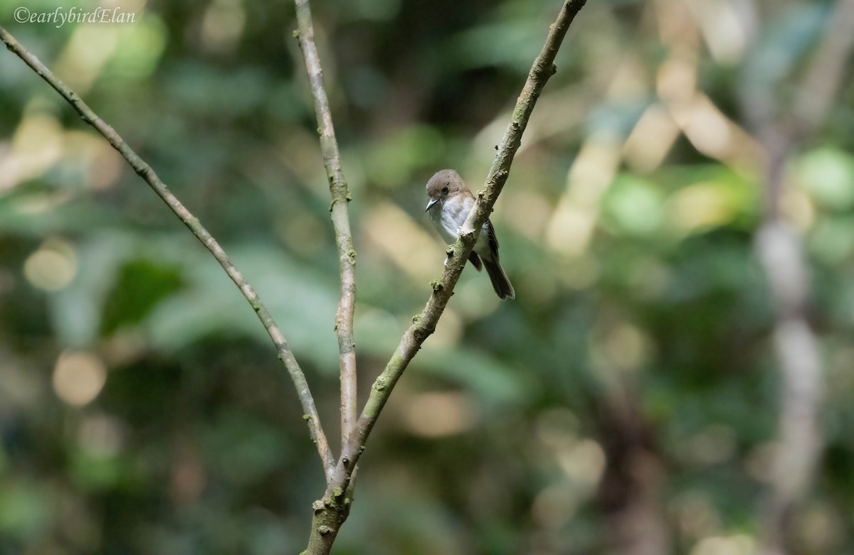 Gray-chested Jungle Flycatcher - ML609119857
