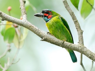  - Black-eared Barbet