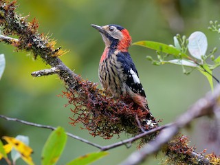  - Crimson-naped Woodpecker