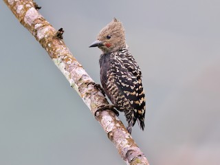  - Zebra Woodpecker