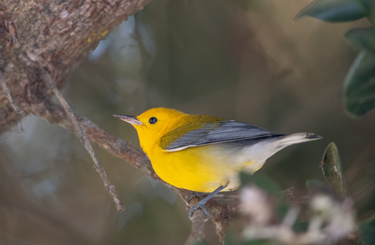 Prothonotary Warbler - ML609120173