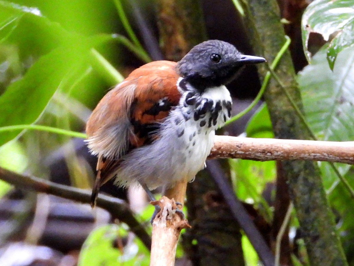 Spotted Antbird - ML609120272