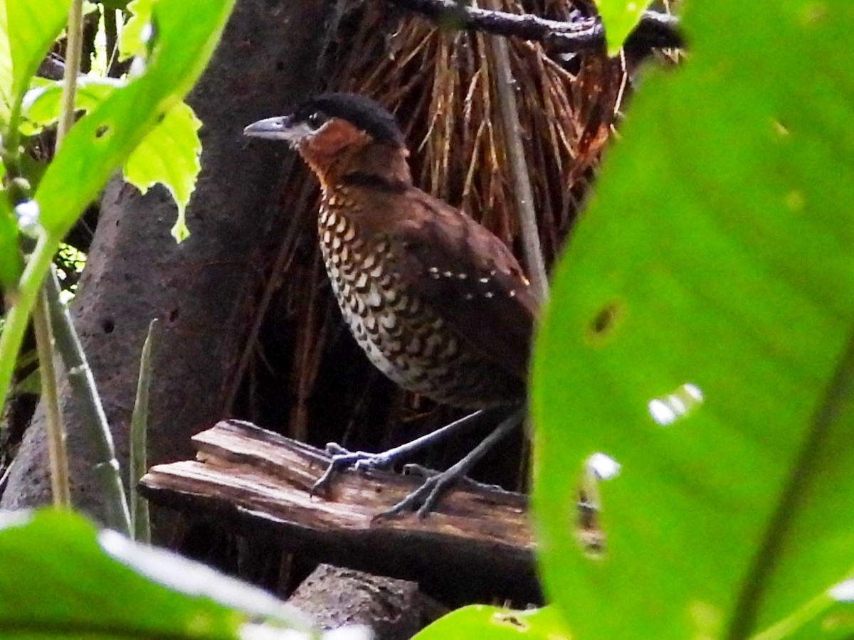 Black-crowned Antpitta - Mary Leigh