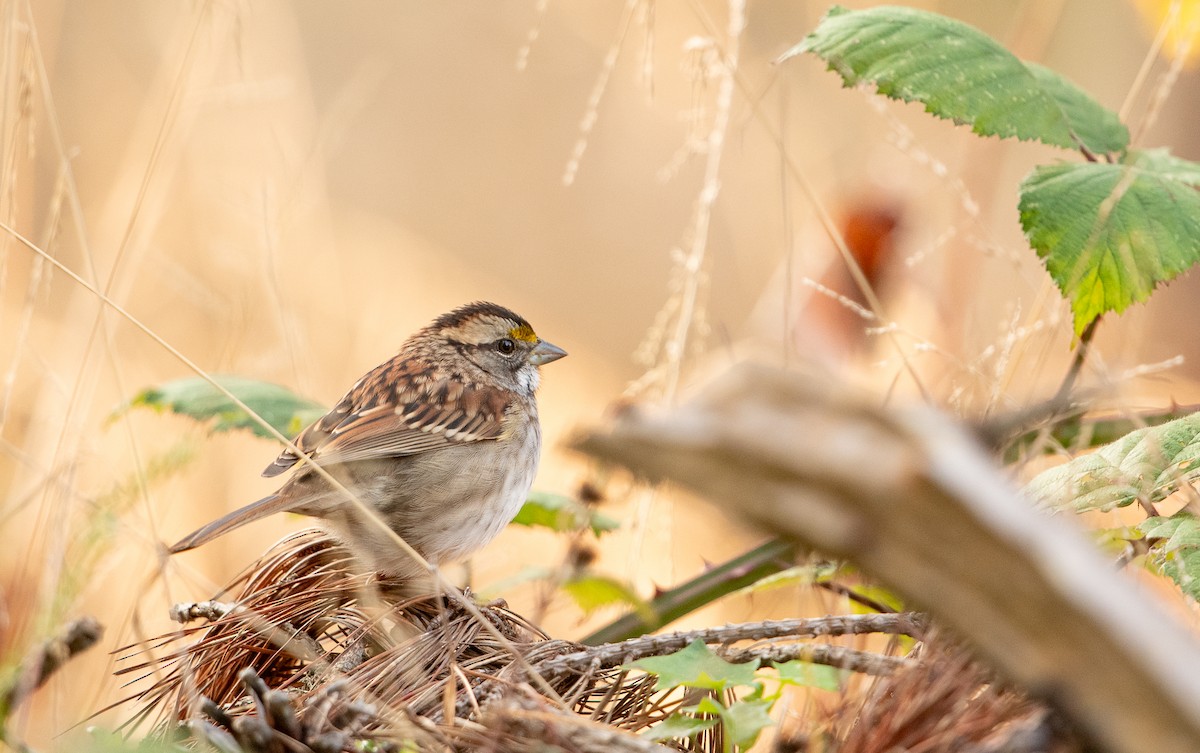 White-throated Sparrow - ML609120402