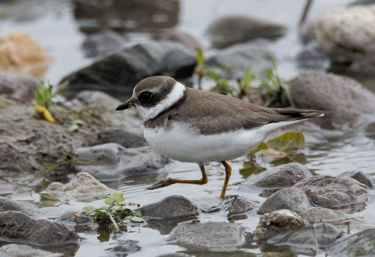 Semipalmated Plover - ML609120686