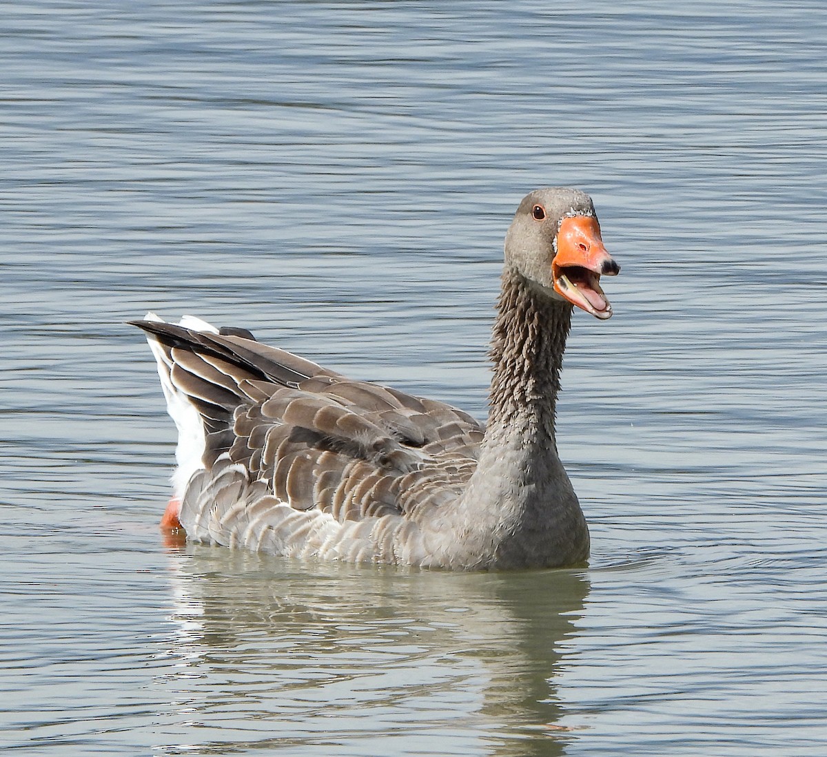 Graylag Goose (Domestic type) - ML609120723