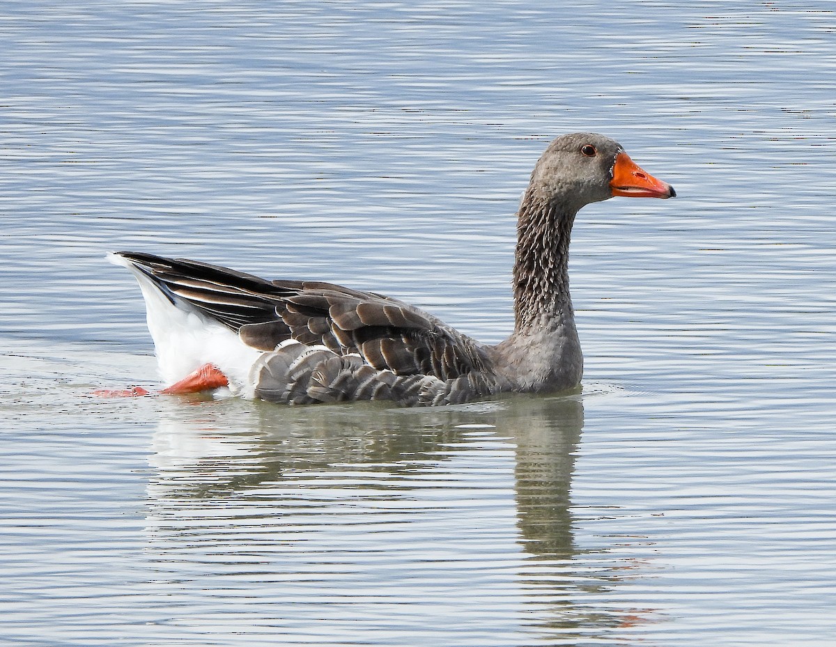 Graylag Goose (Domestic type) - ML609120727