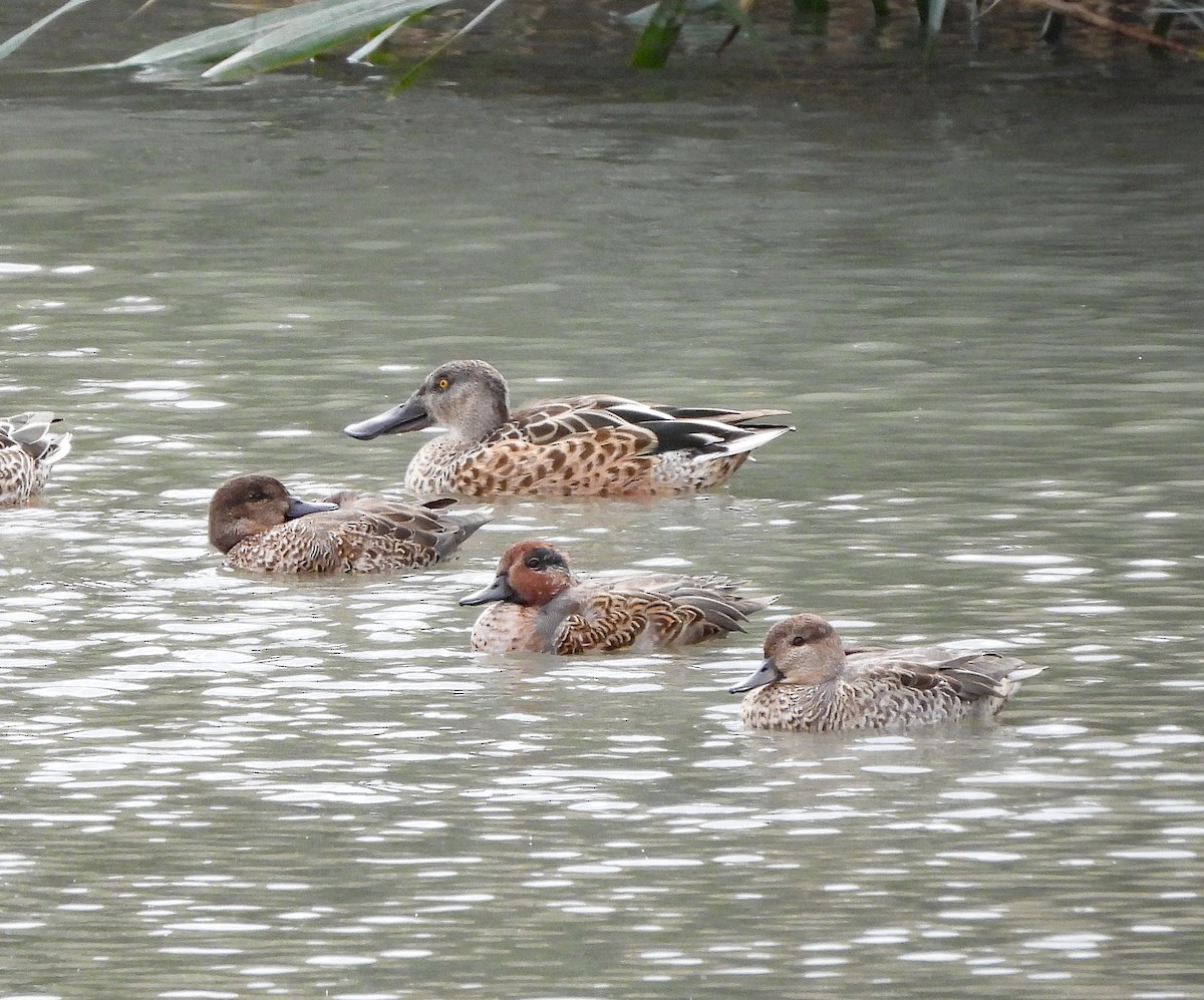 Green-winged Teal - ML609120751