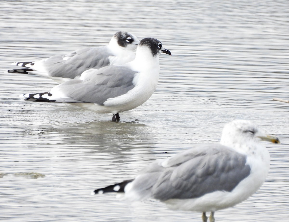 Franklin's Gull - ML609120760