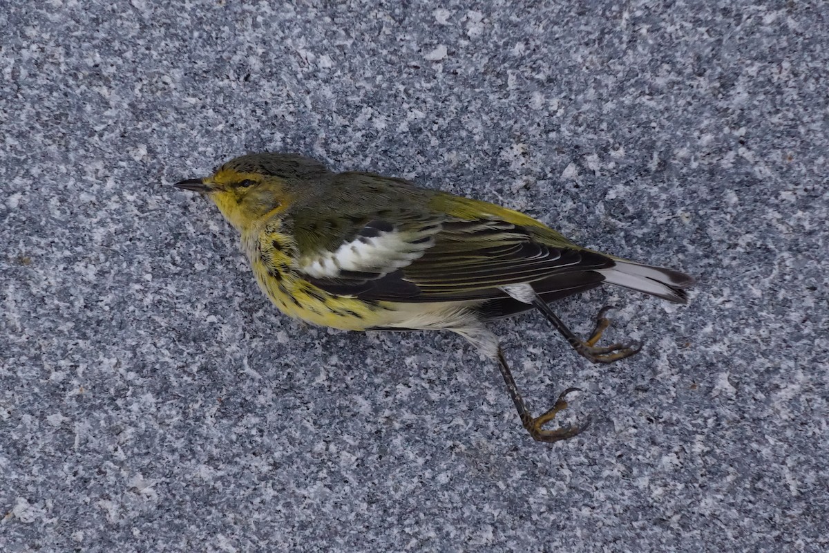Cape May Warbler - ML609121028