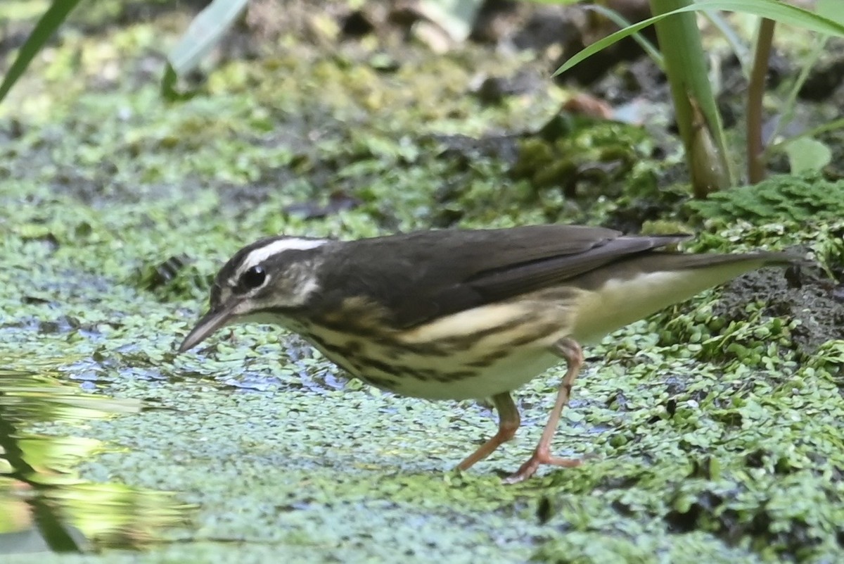 Reinita Charquera de Luisiana - ML609121112
