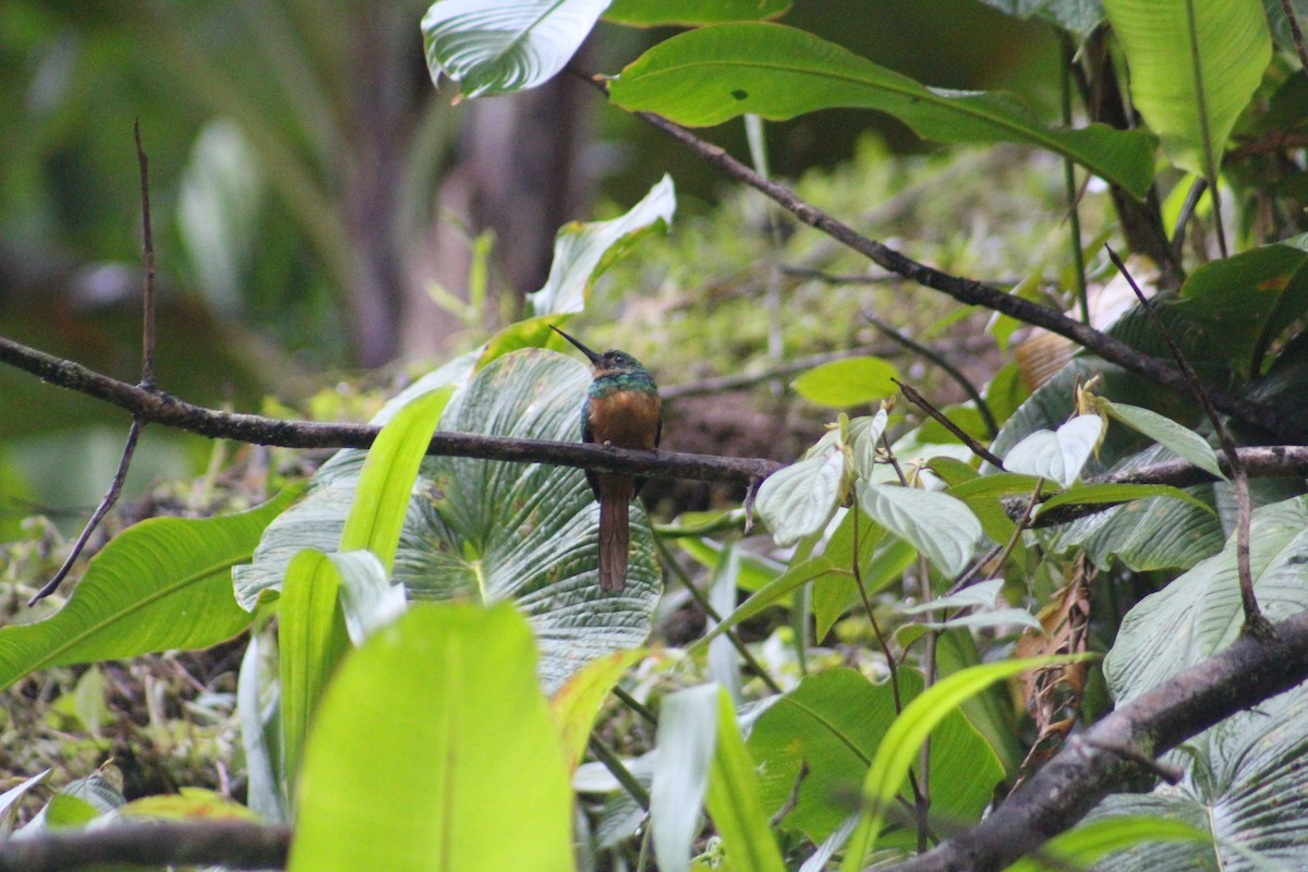 Rufous-tailed Jacamar - ML609121238