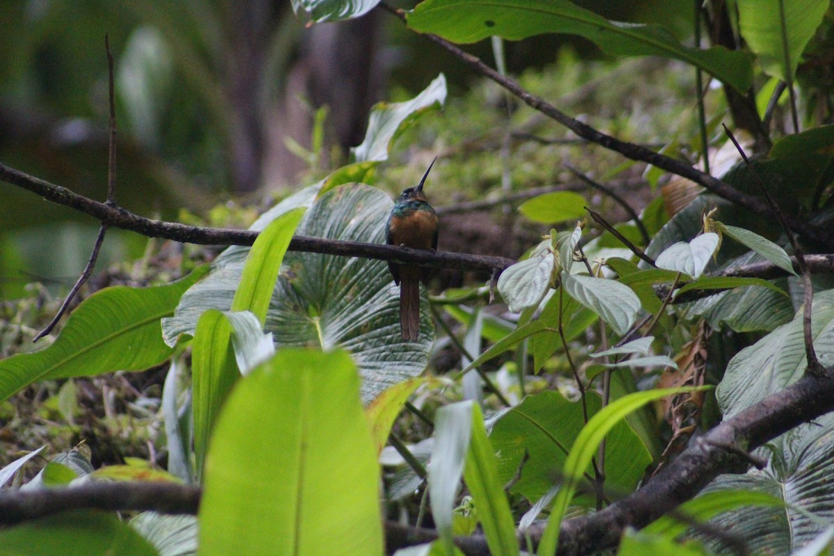 Rufous-tailed Jacamar - ML609121247