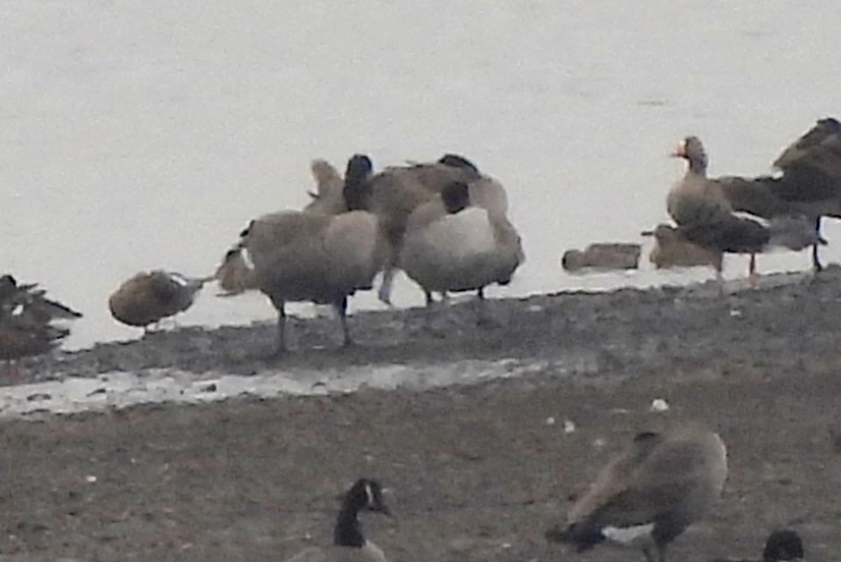 Greater White-fronted Goose - ML609121318