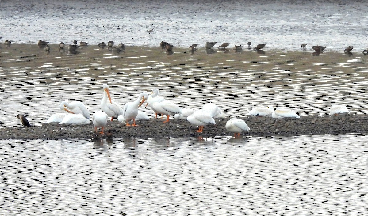 pelikán severoamerický - ML609121385