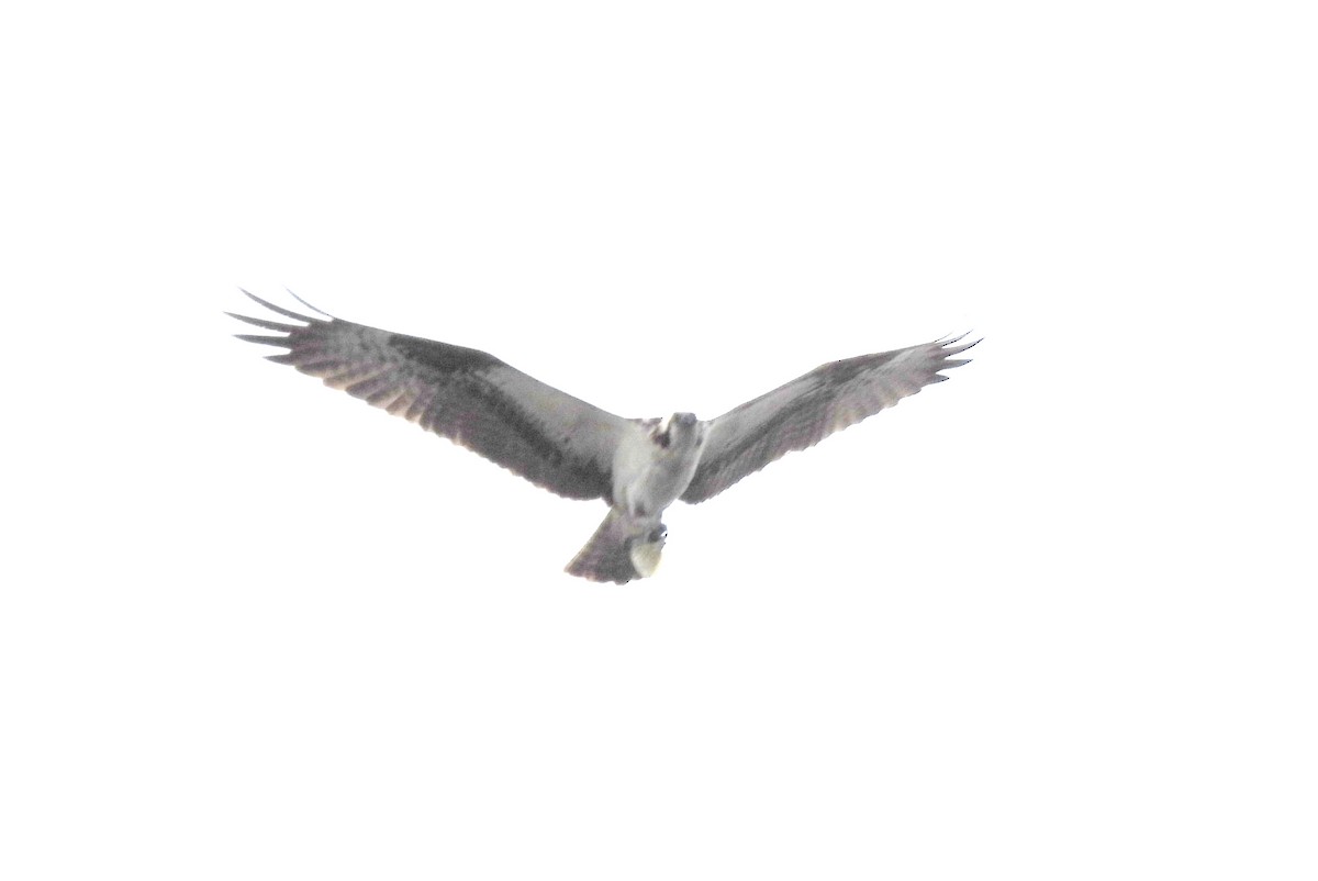 fiskeørn - ML609121397