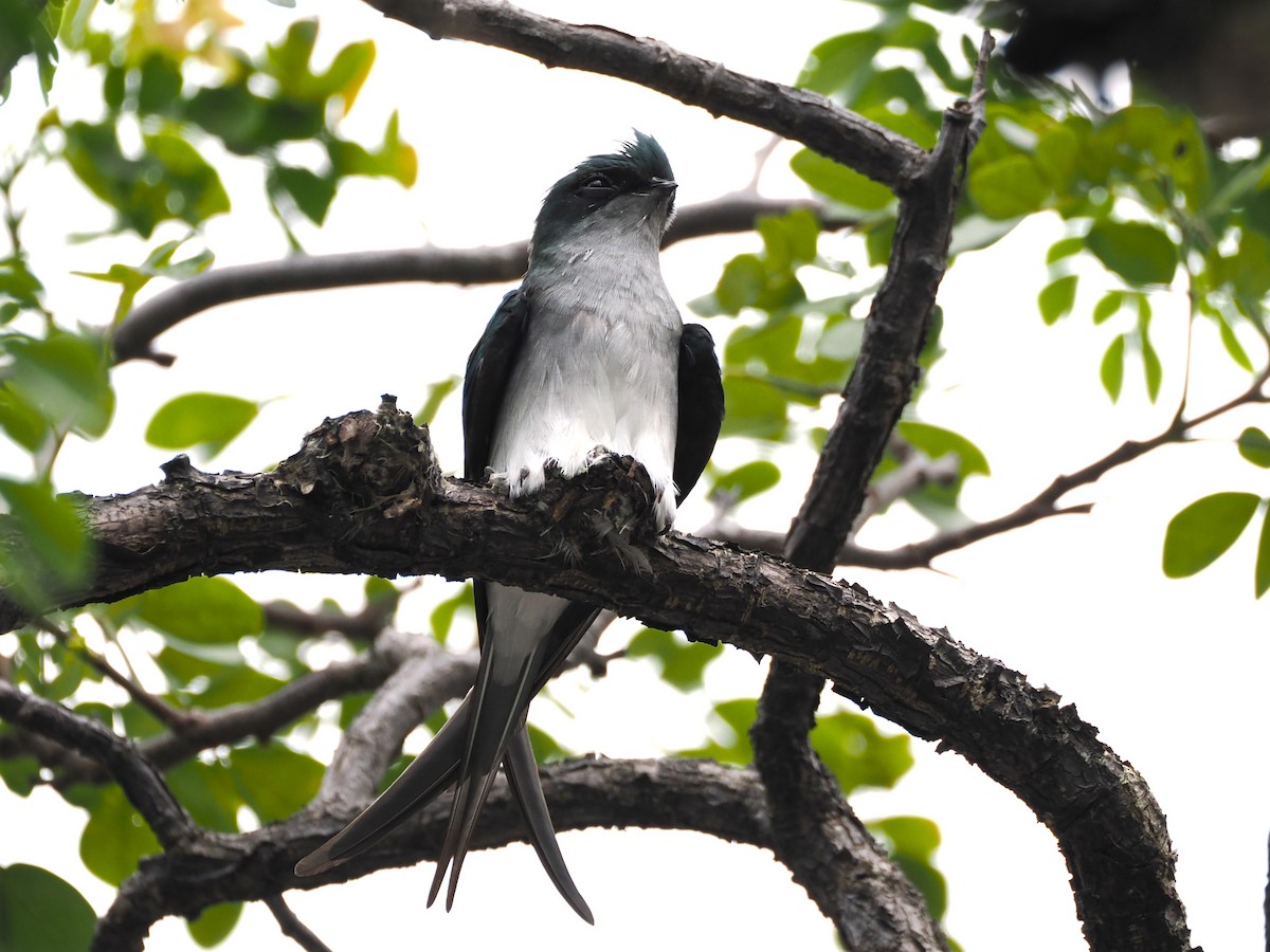 Gray-rumped Treeswift - Evelyn Lee
