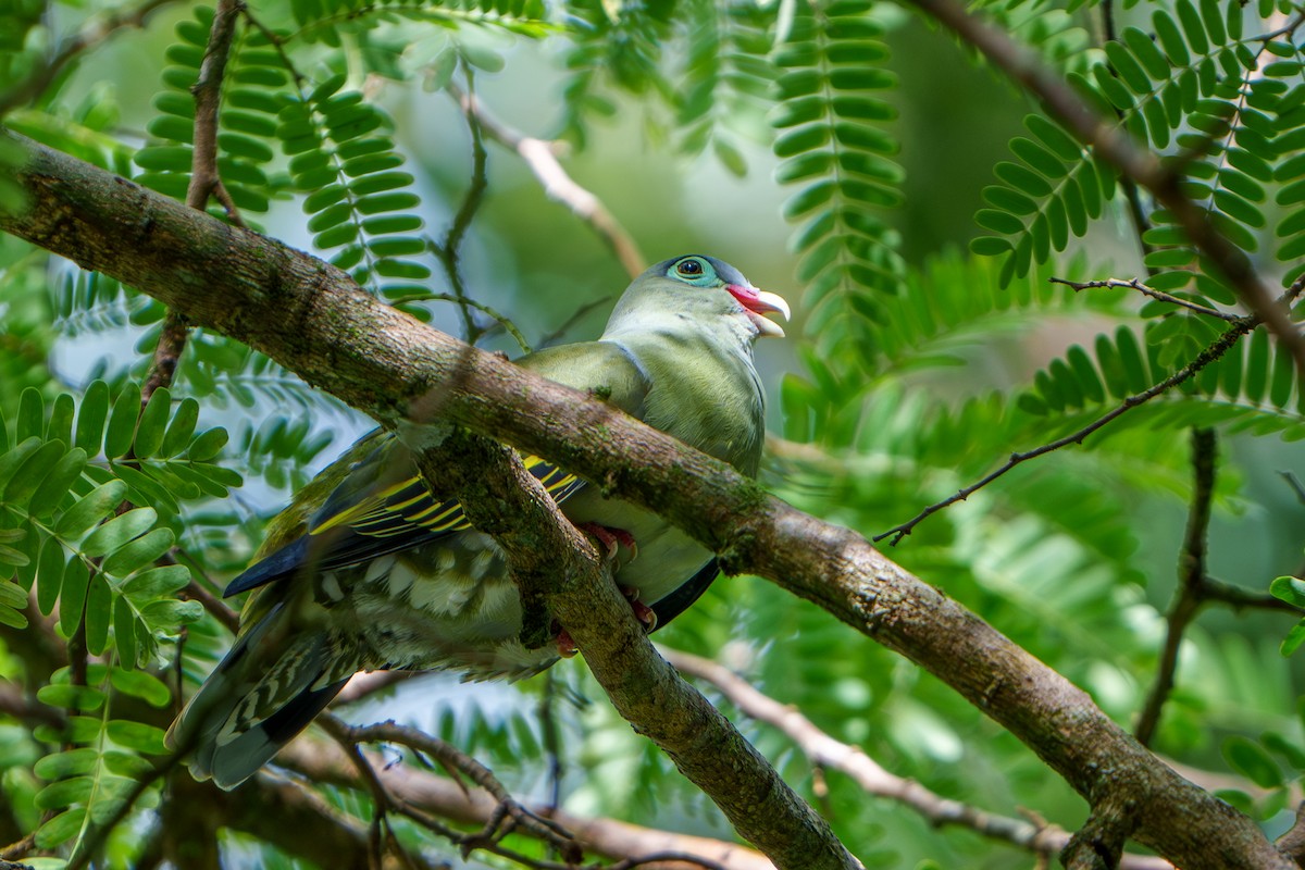 Thick-billed Green-Pigeon - ML609122207