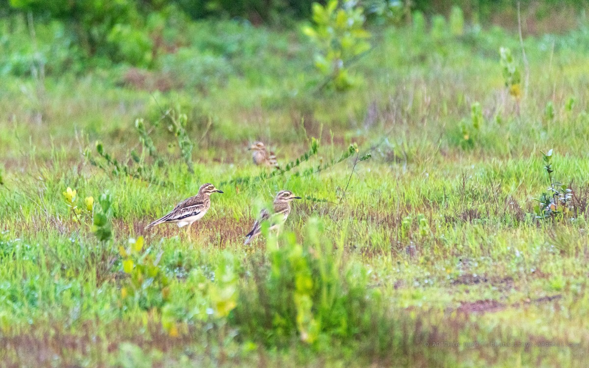 Indian Thick-knee - Adithya Bhat