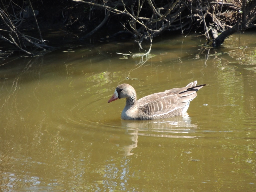 Greater White-fronted Goose - ML609122345